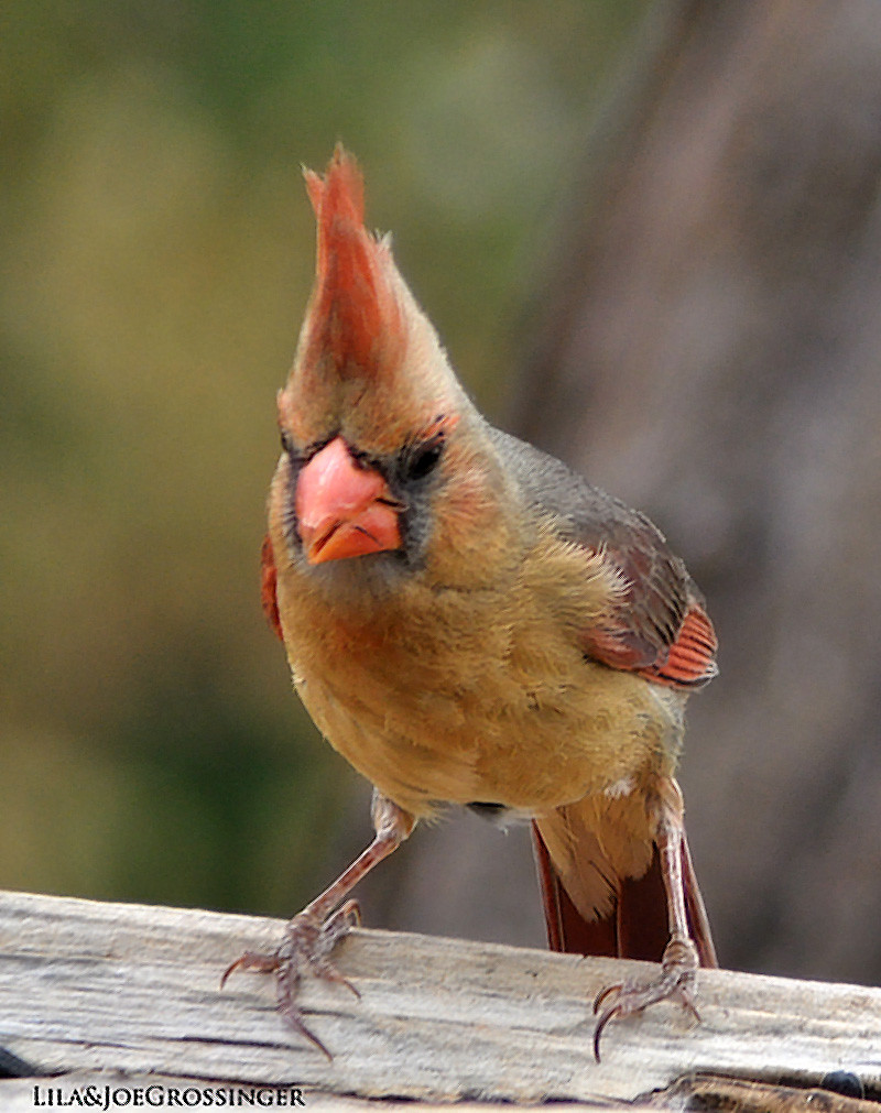 Female Cardinal Digiscoped