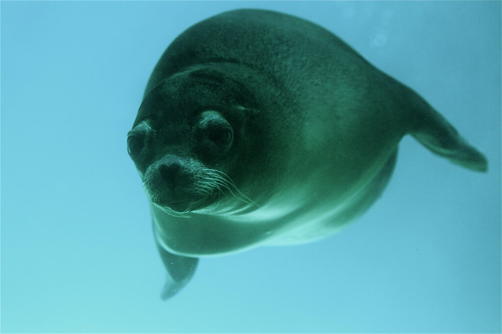 earless seal true seal