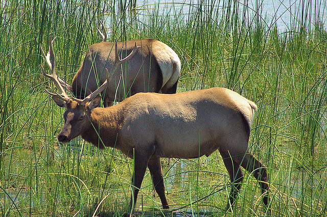 Roosevelt Elk, Big Lagoon, CA