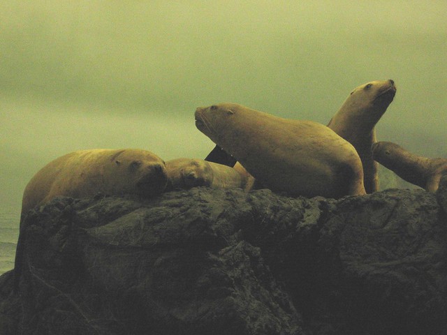 Seals at Royal British Columbia Museum