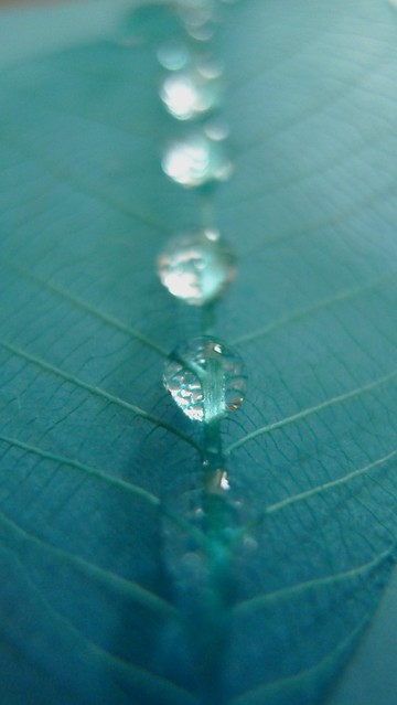 The effect of glycerin on an artificial leaf LX3 © stephen cotterell photography