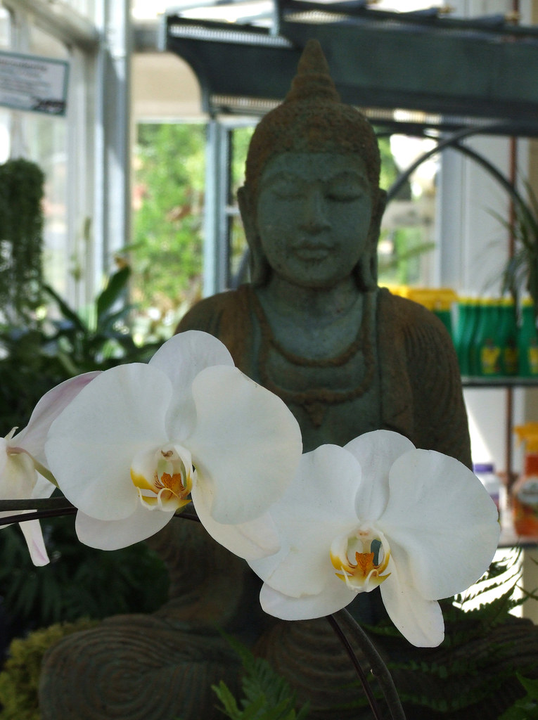 Buddha Orchids Good Earth Garden Center Potomac Md David
