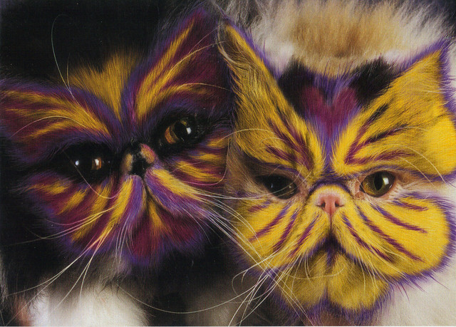 Mardi Gras Painted Cats Postcard