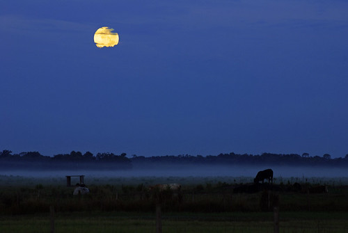 moon fog sunrise fence cows moonset dinnerislandwma michaelskelton michaeldskelton michaeldskeltonphotography
