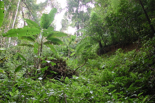 Thu, 10/29/2009 - 22:40 - Gap in dipterocarp forest.
Credit: CTFS
