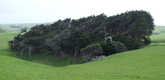 Wind-blasted forest 2. South Island, New Zealand 2009 1250