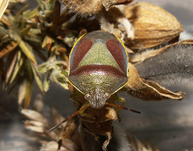 Pentatomidae - Piezodorus lituratus - Gorse Shieldbug