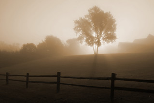 Sunrise through fog in Horicon