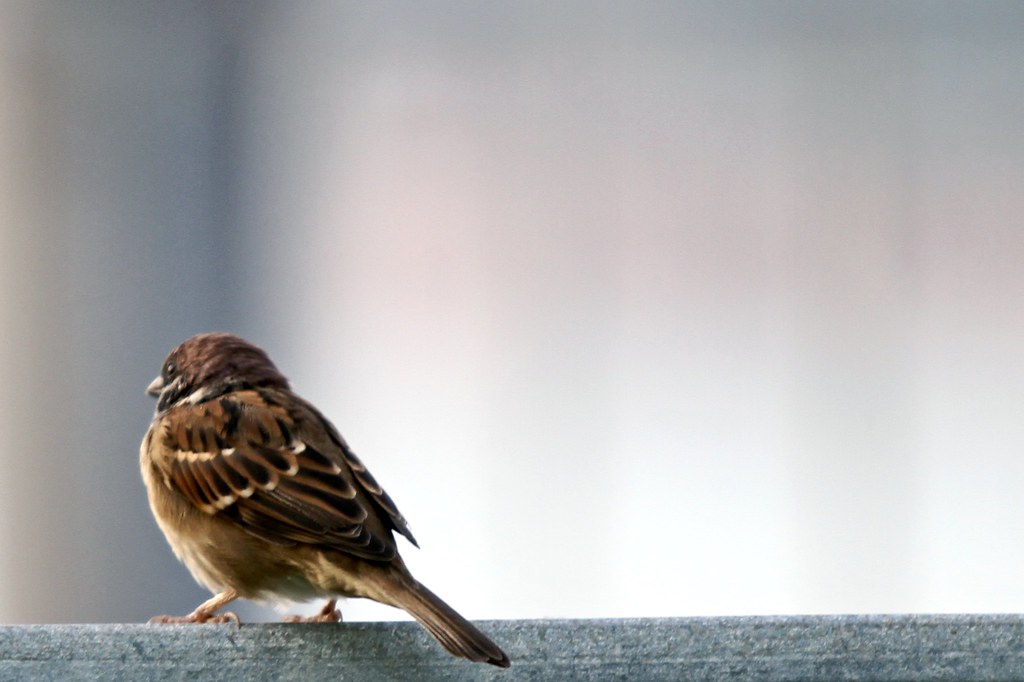 Lone Sparrow by lipjin