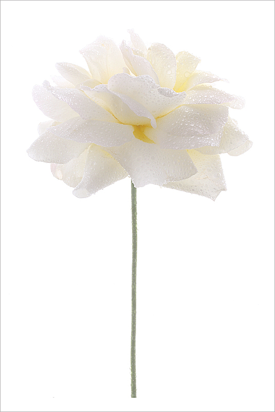 Flower / White Flower / White Rose / water drops / water / drops / on white / closeup / Macro / close up / Rose white / closeup rose / nature - IMG_0079