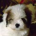 Coton de Tulear