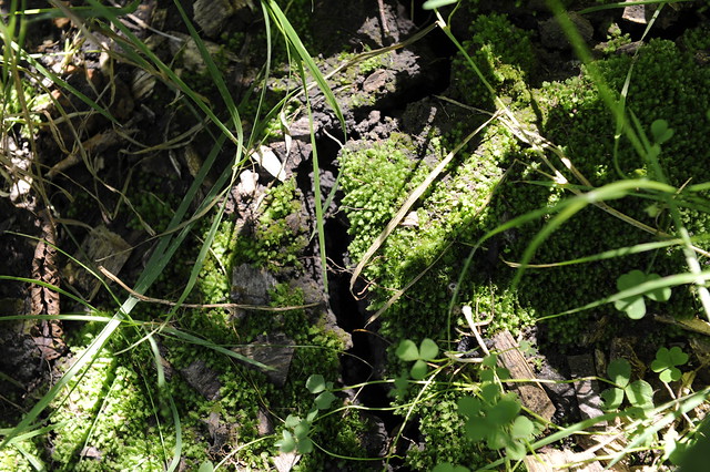 Moss Thriving in The Shadows, August 2009