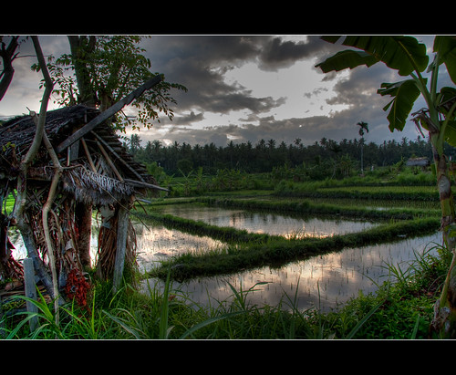 sunset bali indonesia geotagged agriculture ricefield 2009 hdr ricepaddy geo:lon=115617371 geo:lat=8477975