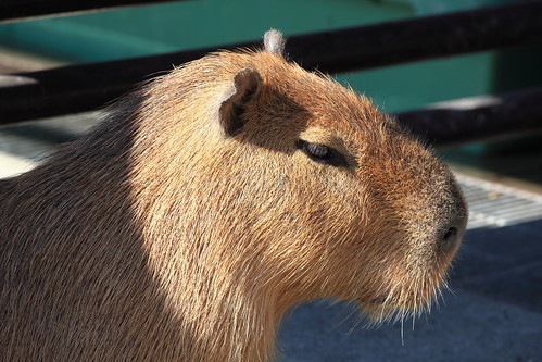 Capybara / Hydrochoerus hydrochaeris / カピバラ | by TANAKA Juuyoh (田中十洋)