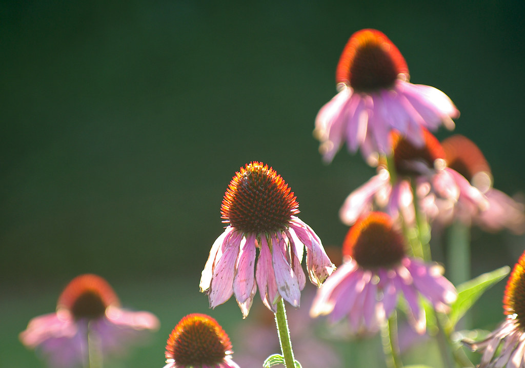 Coneflowers in the afternoon by elementalPaul
