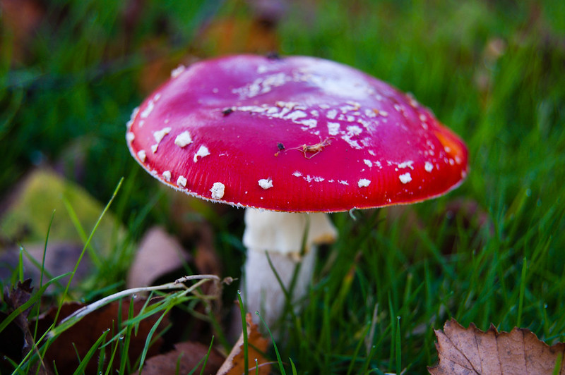 Fly agaric