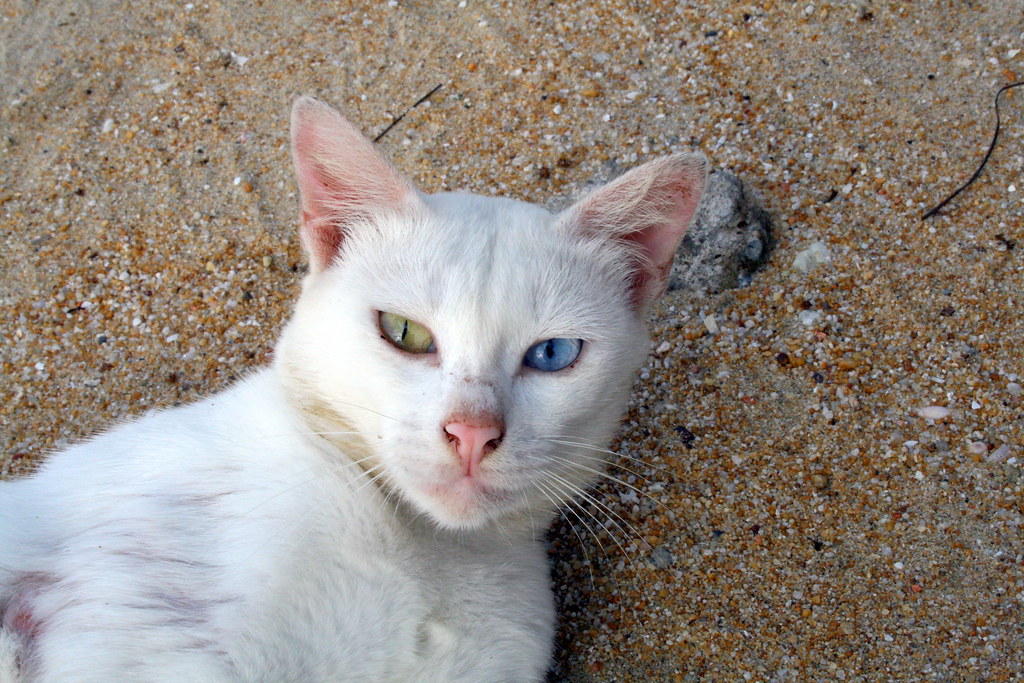 What Color Did This Cat See? | Autorave | Flickr