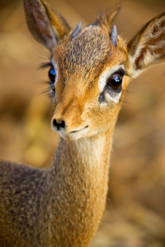 Eyelashes Antelope
