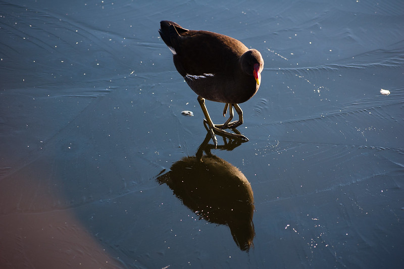Moorhen
