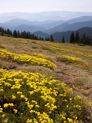 flowers yellow oregon nikon meadow hills d200 valleys southernoregon windygap grayback