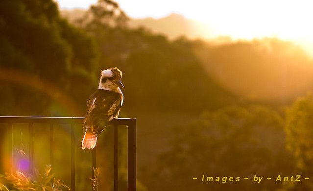 Golden Kookaburra