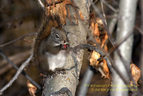 tree canon nationalpark squirrel edmonton berries alberta elkisland rodents rebelxti astotinlake mothernaturesgreenearth