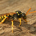 Nomada - Wespbijen - Waspbees