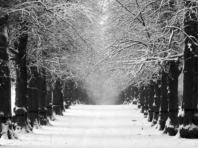 Lime Tree Avenue in Winter (Black and White Version)