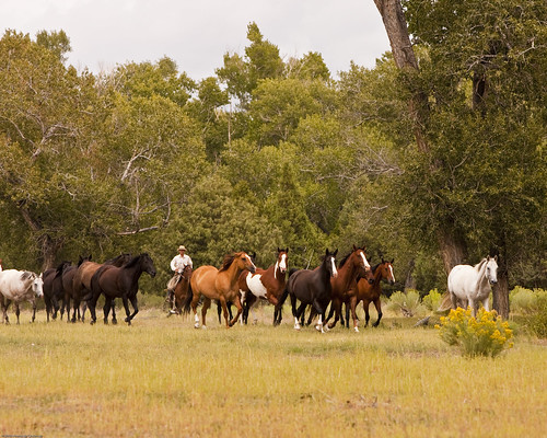 ranch horses west cowboy colorado mentorseries oldwestmentorseries zappataranch