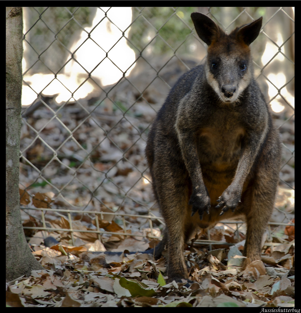 Pademelon | Taken at Billabong Sanctuary: www.billabongsanct… | Flickr