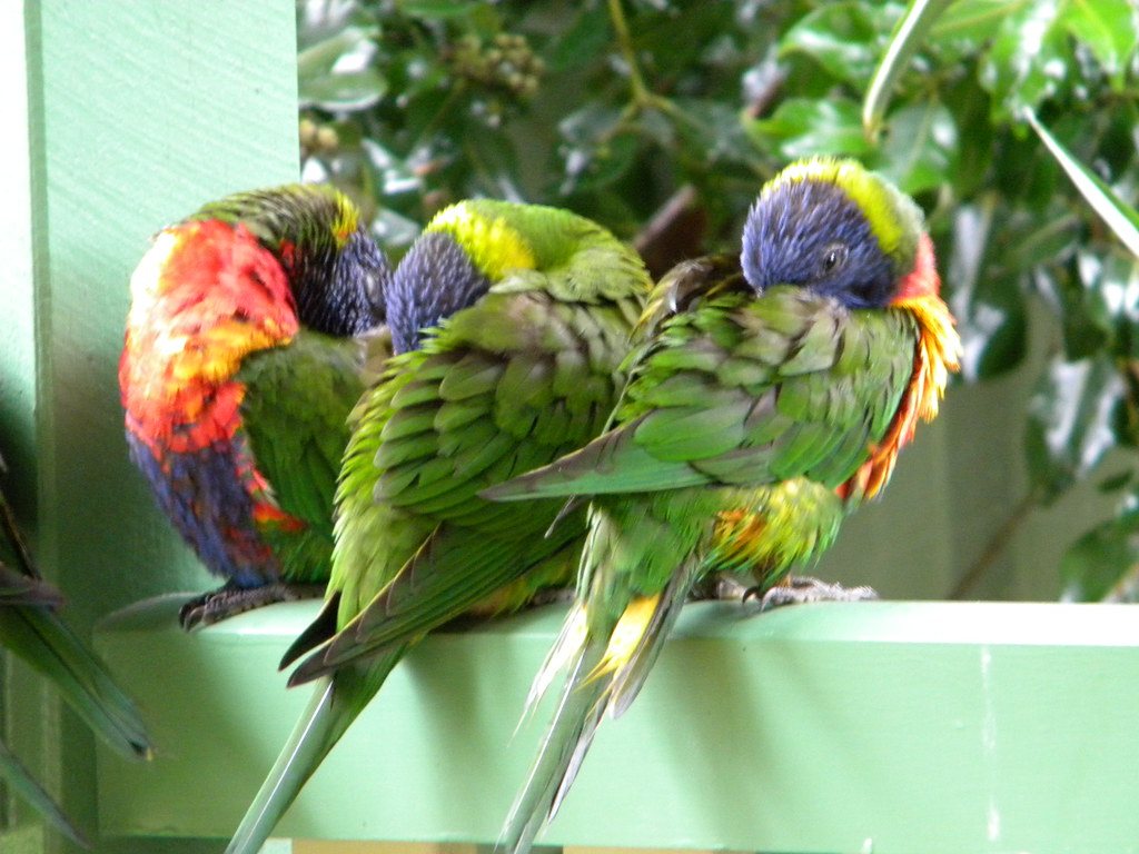 birds | Flickr