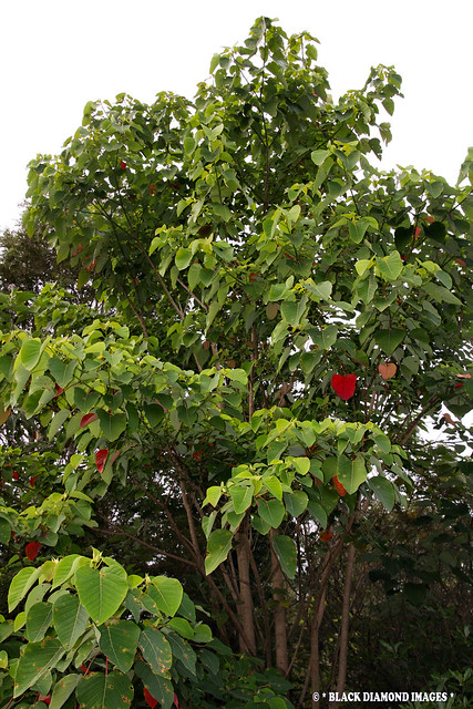 Homalanthus novoguineensis - Tropical Bleeding Heart,Native Poplar