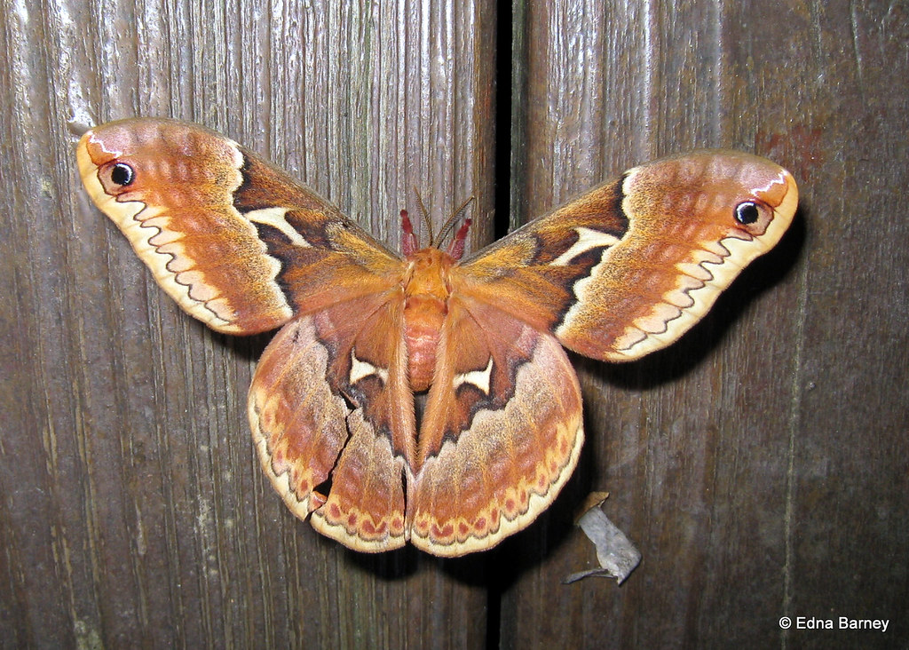 Big Moth