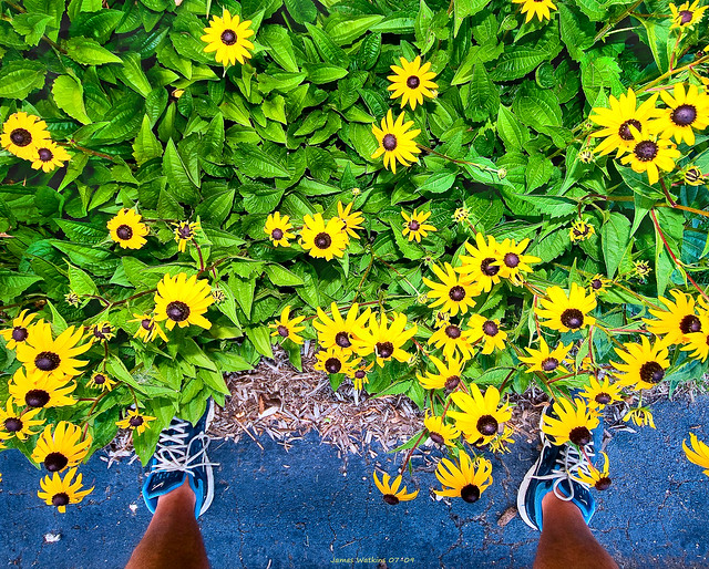 Flowers At My Feet