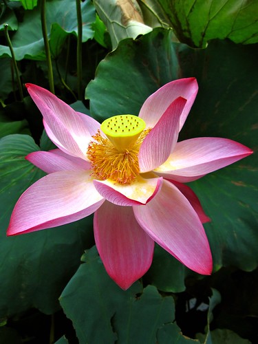 Lotus flower closeup | Wei Ping Teoh | Flickr