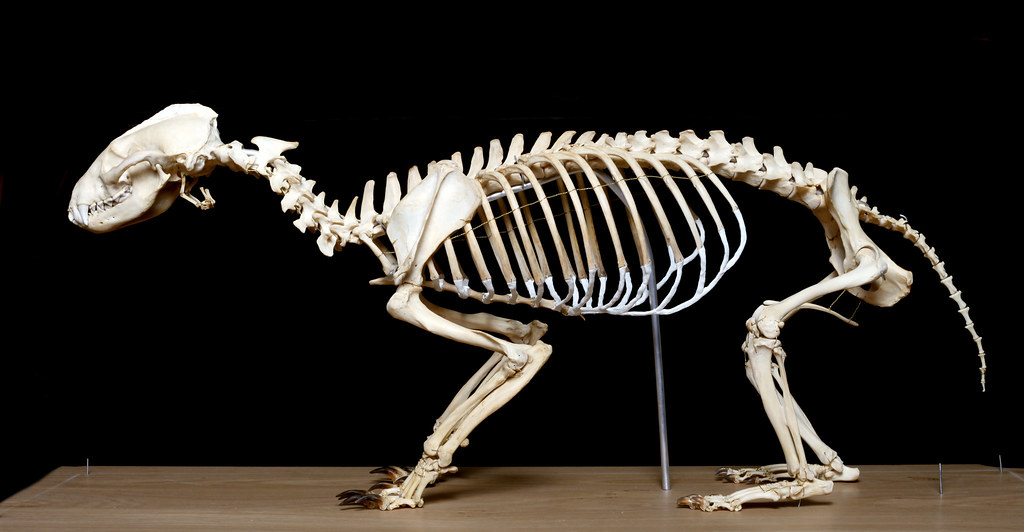 Squelette de Blaireau / European Badger Skeleton (Meles meles) ♂