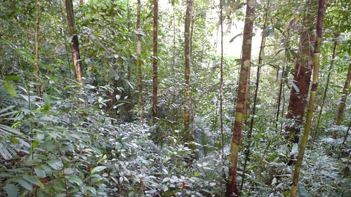 Thu, 03/13/2008 - 08:12 - Kuala Belalong Forest.
Credit: CTFS