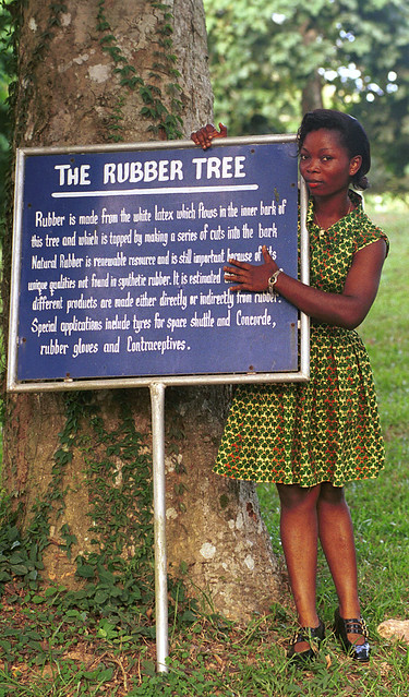 Ghana Botanical Gardens Veronica Laryea April 1999 001 The Rubber Tree
