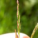 Flickr photo 'Agrostis stolonifera' by: Matt Lavin.