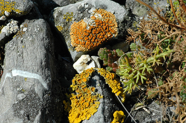 Caloplaca saxicola (Rock Jewel Lichen / Sinaasappelkorst)