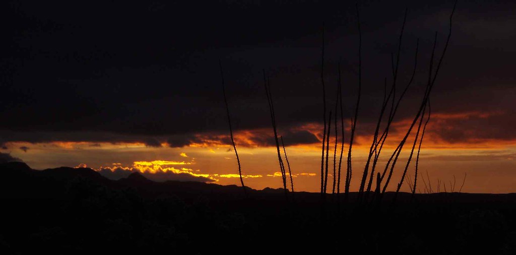 Sunrise with Ocotillos; San Pedro Valley, SE of San Manuel, AZ