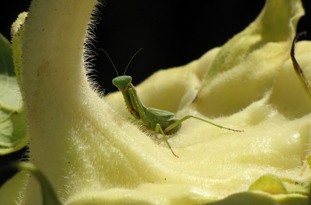 Macro - Mantis