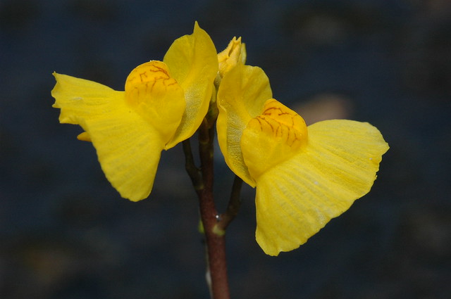 Utricularia vulgaris (Common bladderwort / Groot blaasjeskruid) 1327