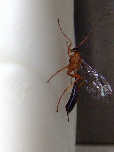 newzealand insect wasp ichneumon northisland aotearoa ichneumonwasp