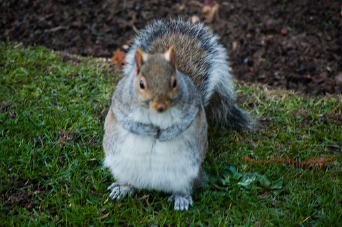 Fat Squirrel