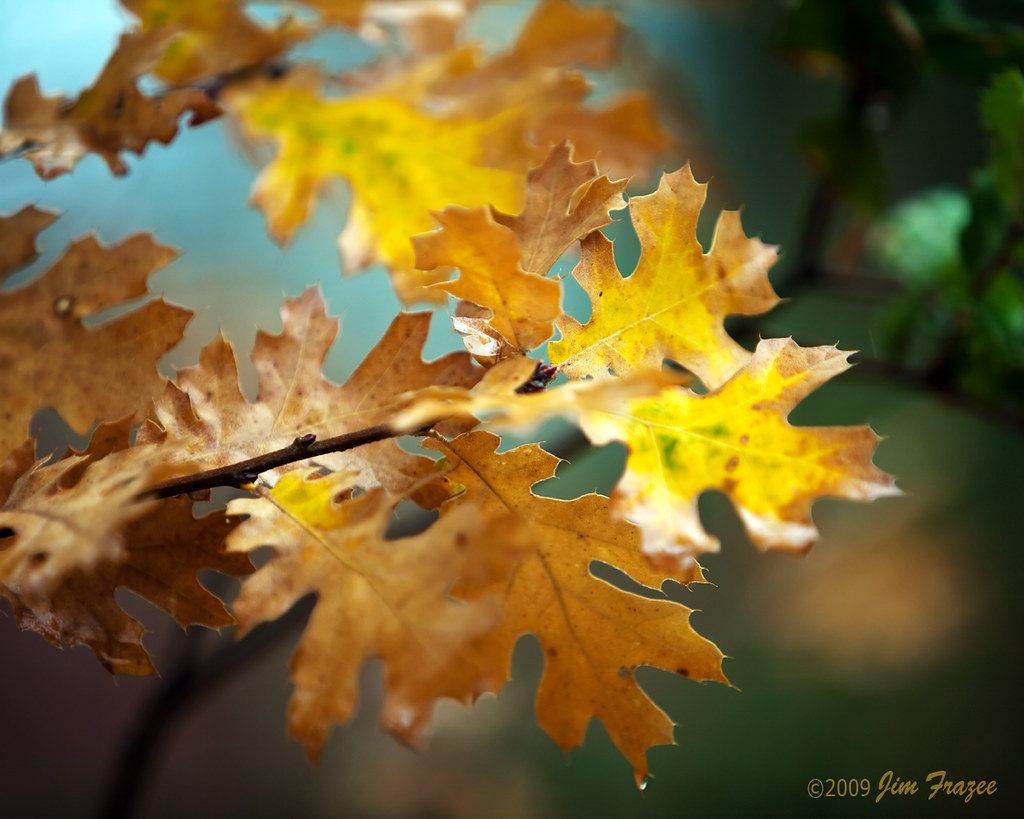Oak Leaves in Transition by Jim Frazee