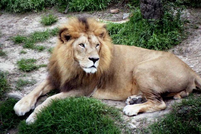 Male Lion (1998)