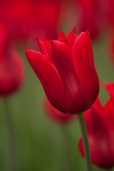 Tulip 0629