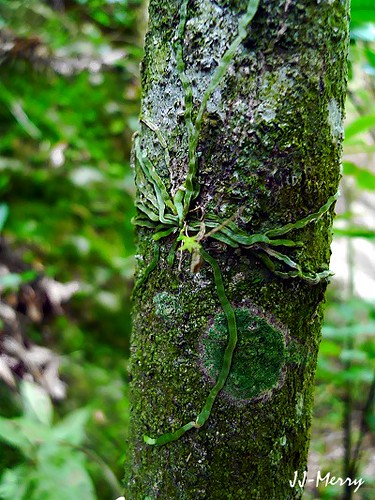Taeniophyllum complanatum Fukuy. 扁蜘蛛蘭