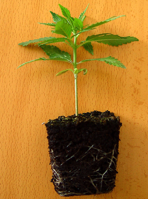 Sembrar semillas de Marihuana con éxito